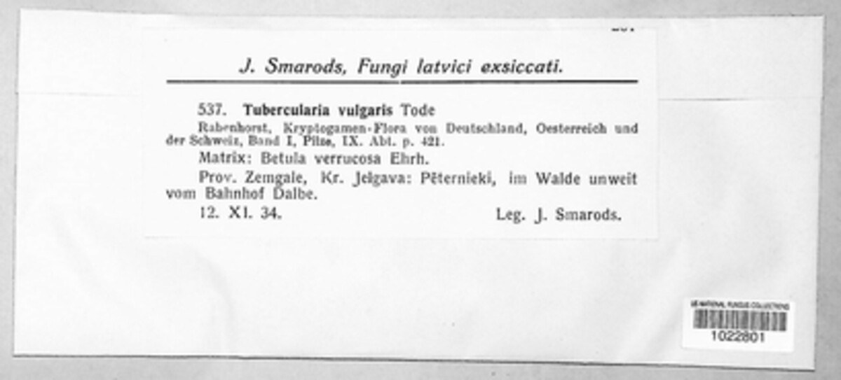 Tubercularia vulgaris image